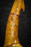 08305 - Great Collection of 3 Onchopristis numidus Cretaceous Sawfish Rostral Teeth Cretaceous