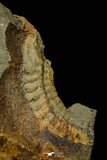 21192 - Great Association of 2 Lehua sp Lower Ordovician Trilobite Fezouata Fm
