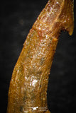 08305 - Great Collection of 3 Onchopristis numidus Cretaceous Sawfish Rostral Teeth Cretaceous