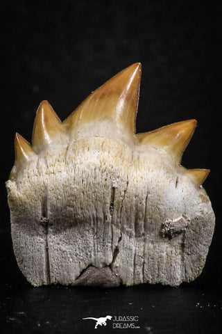 07234 - Top Grade 0.94 Inch Notidanodon loozi (Cow Shark) Tooth