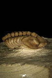 30382 - Top Beautiful 0.72 Inch Lochovella (Reedops) deckeri Lower Devonian Trilobite - Oklahoma USA