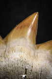 07234 - Top Grade 0.94 Inch Notidanodon loozi (Cow Shark) Tooth