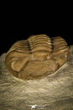 30382 - Top Beautiful 0.72 Inch Lochovella (Reedops) deckeri Lower Devonian Trilobite - Oklahoma USA