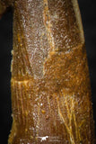 08306 - Great Collection of 2 Onchopristis numidus Cretaceous Sawfish Rostral Teeth Cretaceous