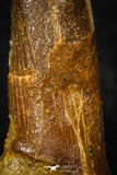 08306 - Great Collection of 2 Onchopristis numidus Cretaceous Sawfish Rostral Teeth Cretaceous