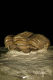 30382 - Top Beautiful 0.72 Inch Lochovella (Reedops) deckeri Lower Devonian Trilobite - Oklahoma USA