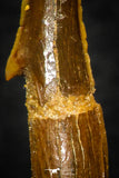 08306 - Great Collection of 2 Onchopristis numidus Cretaceous Sawfish Rostral Teeth Cretaceous