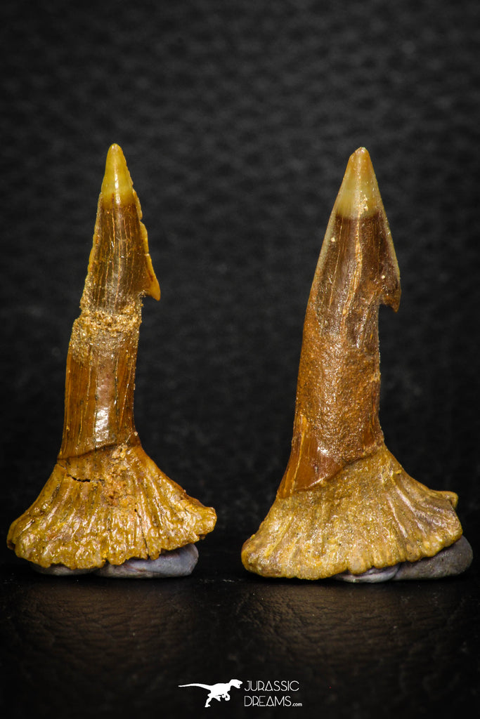 08306 - Great Collection of 2 Onchopristis numidus Cretaceous Sawfish Rostral Teeth Cretaceous
