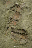 21192 - Great Association of 2 Lehua sp Lower Ordovician Trilobite Fezouata Fm