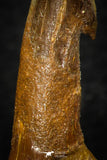 08306 - Great Collection of 2 Onchopristis numidus Cretaceous Sawfish Rostral Teeth Cretaceous