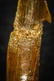 08306 - Great Collection of 2 Onchopristis numidus Cretaceous Sawfish Rostral Teeth Cretaceous