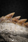 07235 - Collector Grade 1.46 Inch Notidanodon loozi (Cow Shark) Tooth