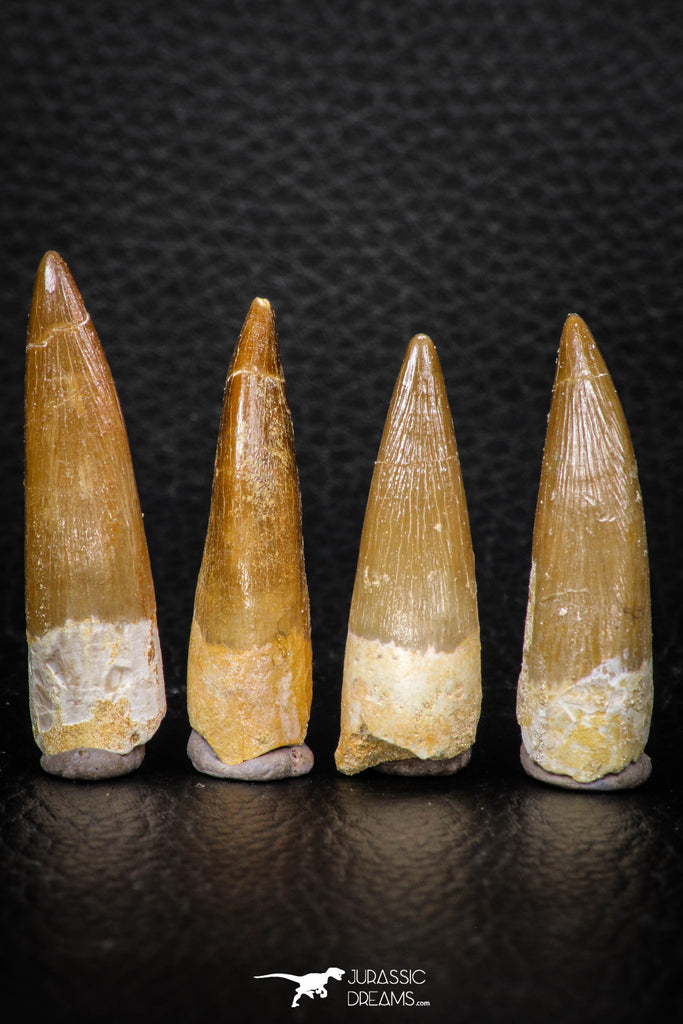 08290 - Great Collection of 4 Elasmosaur (Zarafasaura oceanis) Teeth