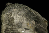 30383 - Top Rare 2.62 Inch Ectilaenus giganteus Ordovician Trilobite - Portugal