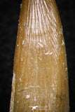 08290 - Great Collection of 4 Elasmosaur (Zarafasaura oceanis) Teeth