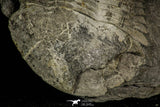 30383 - Top Rare 2.62 Inch Ectilaenus giganteus Ordovician Trilobite - Portugal