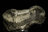 30383 - Top Rare 2.62 Inch Ectilaenus giganteus Ordovician Trilobite - Portugal