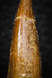 08290 - Great Collection of 4 Elasmosaur (Zarafasaura oceanis) Teeth
