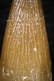 08290 - Great Collection of 4 Elasmosaur (Zarafasaura oceanis) Teeth
