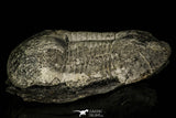 30383 - Top Rare 2.62 Inch Ectilaenus giganteus Ordovician Trilobite - Portugal