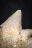 07236 - Top Grade 0.69 Inch Notidanodon loozi (Cow Shark) Tooth