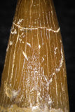 08290 - Great Collection of 4 Elasmosaur (Zarafasaura oceanis) Teeth