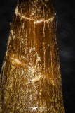 08290 - Great Collection of 4 Elasmosaur (Zarafasaura oceanis) Teeth