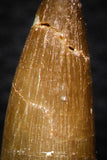 08290 - Great Collection of 4 Elasmosaur (Zarafasaura oceanis) Teeth
