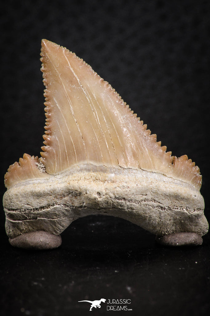 07237 - Strongly Serrated 1.46 Inch Palaeocarcharodon orientalis (Pygmy white Shark) Tooth