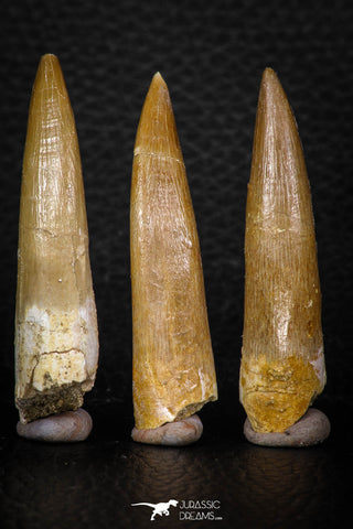 08291 - Great Collection of 3 Elasmosaur (Zarafasaura oceanis) Teeth