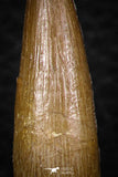 08291 - Great Collection of 3 Elasmosaur (Zarafasaura oceanis) Teeth