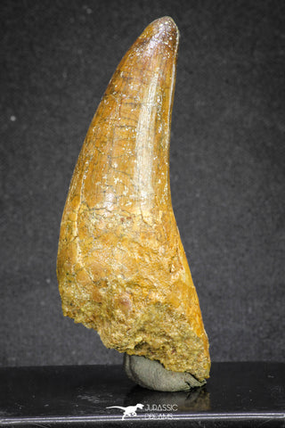 20118 - Top Quality 2.81 Inch Elosuchus sp Crocodile Premaxillary Tooth KemKem Beds