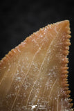 07237 - Strongly Serrated 1.46 Inch Palaeocarcharodon orientalis (Pygmy white Shark) Tooth