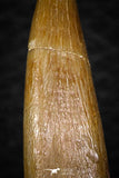 08291 - Great Collection of 3 Elasmosaur (Zarafasaura oceanis) Teeth