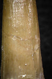 08291 - Great Collection of 3 Elasmosaur (Zarafasaura oceanis) Teeth