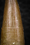 08291 - Great Collection of 3 Elasmosaur (Zarafasaura oceanis) Teeth