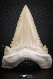 07238 - Top Quality 1.65 Inch Serrated Palaeocarcharodon orientalis (Pygmy white Shark) Tooth