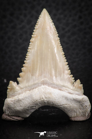 07238 - Top Quality 1.65 Inch Serrated Palaeocarcharodon orientalis (Pygmy white Shark) Tooth