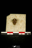 30385 - Top Well Preserved 0.42 Inch Otarion oklahomiensis Devonian Trilobite - Oklahoma USA
