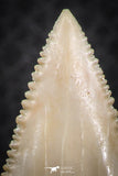 07238 - Top Quality 1.65 Inch Serrated Palaeocarcharodon orientalis (Pygmy white Shark) Tooth