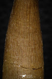 08291 - Great Collection of 3 Elasmosaur (Zarafasaura oceanis) Teeth
