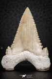 07238 - Top Quality 1.65 Inch Serrated Palaeocarcharodon orientalis (Pygmy white Shark) Tooth