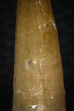 08291 - Great Collection of 3 Elasmosaur (Zarafasaura oceanis) Teeth