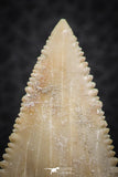 07238 - Top Quality 1.65 Inch Serrated Palaeocarcharodon orientalis (Pygmy white Shark) Tooth