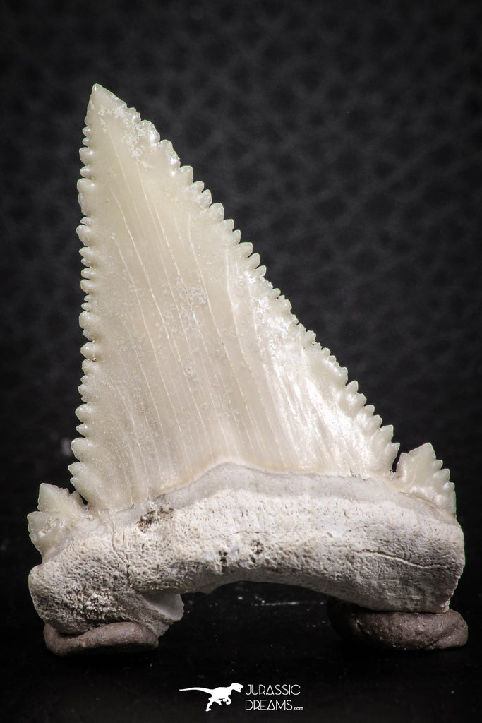 07239 - Finest Quality 1.58 Inch Serrated Palaeocarcharodon orientalis (Pygmy white Shark) Tooth