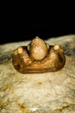 30385 - Top Well Preserved 0.42 Inch Otarion oklahomiensis Devonian Trilobite - Oklahoma USA