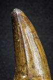 20118 - Top Quality 2.81 Inch Elosuchus sp Crocodile Premaxillary Tooth KemKem Beds