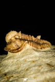 30385 - Top Well Preserved 0.42 Inch Otarion oklahomiensis Devonian Trilobite - Oklahoma USA