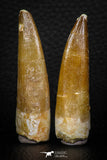 08292 - Great Collection of 2 Elasmosaur (Zarafasaura oceanis) Teeth