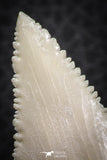 07239 - Finest Quality 1.58 Inch Serrated Palaeocarcharodon orientalis (Pygmy white Shark) Tooth